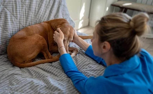 Happy dog with owner in Austin